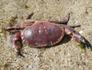 Eine tote rote Krabbe.