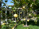 Das warme Klima erlaubt das Anpflanzen von Zitronenbäumen im Garten.